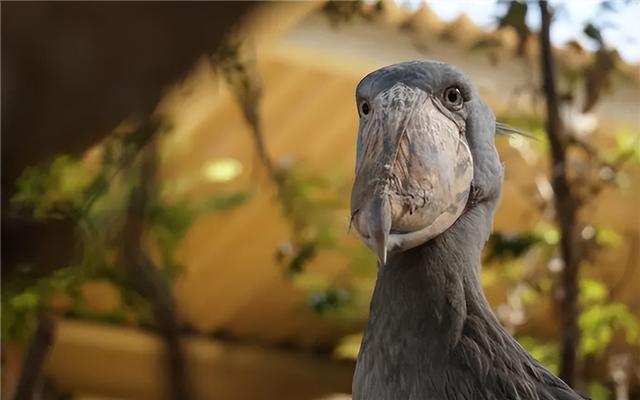 可以和外国人视频聊天的软件鳄鱼头，可以和外国人视频聊天的软件手机软件