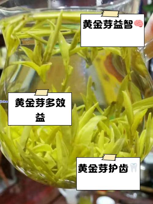 黄金芽茶的选择、泡制技巧与健康益处介绍