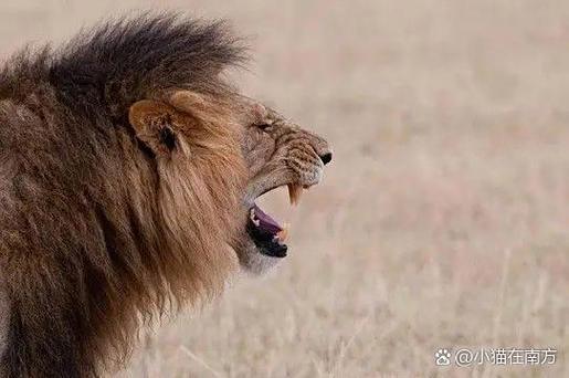 lion狮子怎么读,lion狮子英语怎么读